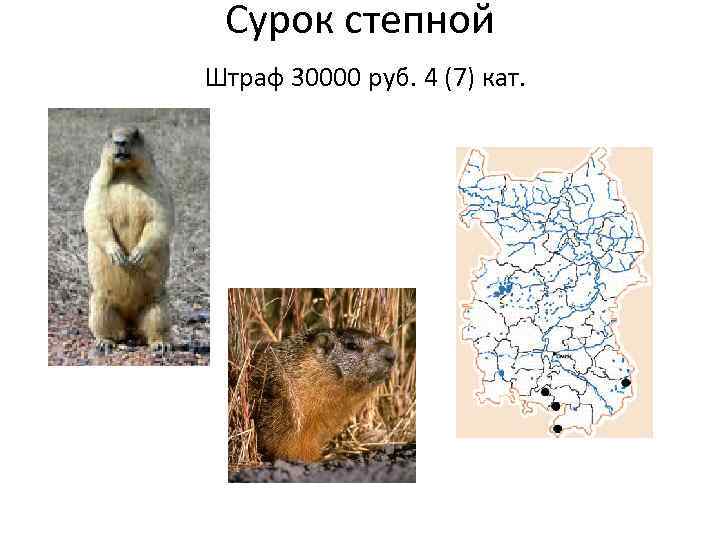 Сурок степной Штраф 30000 руб. 4 (7) кат. 