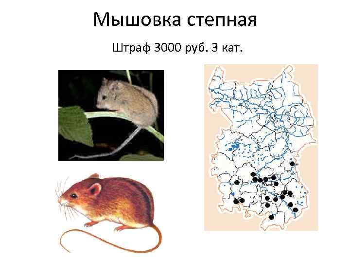 Лесная мышовка