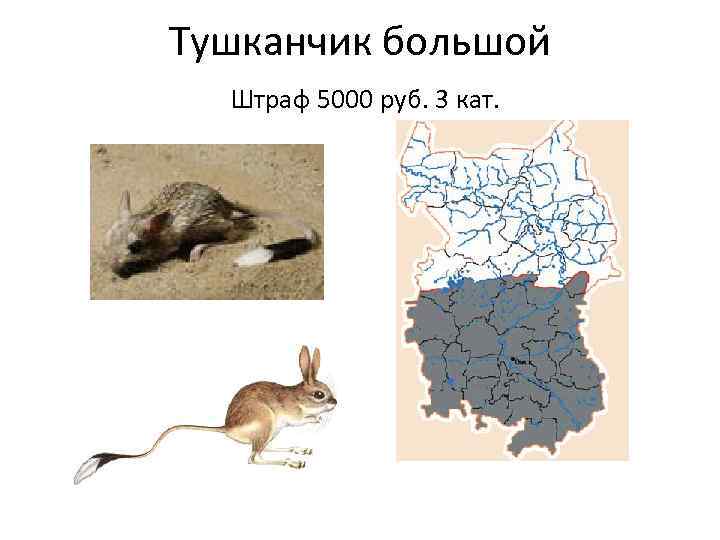 Тушканчик большой Штраф 5000 руб. 3 кат. 