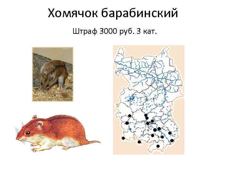 Хомячок барабинский Штраф 3000 руб. 3 кат. 