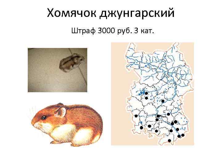 Хомячок джунгарский Штраф 3000 руб. 3 кат. 