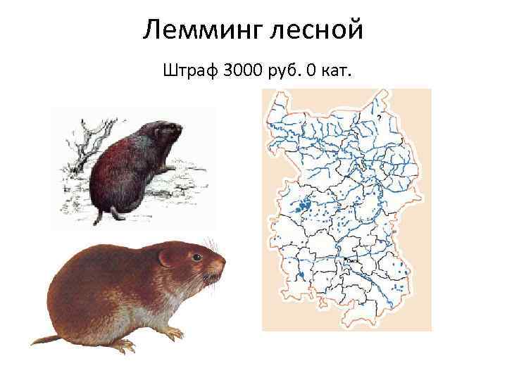 Лемминг лесной Штраф 3000 руб. 0 кат. 