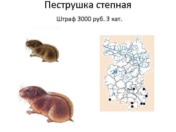 Пеструшка степная Штраф 3000 руб. 3 кат. 