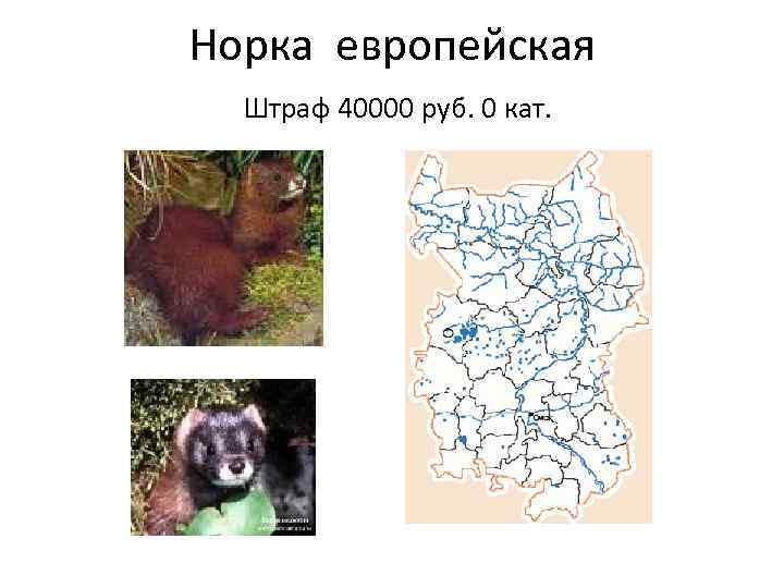 Норка европейская Штраф 40000 руб. 0 кат. 