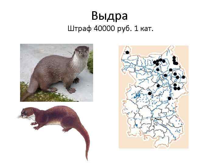 Выдра Штраф 40000 руб. 1 кат. 