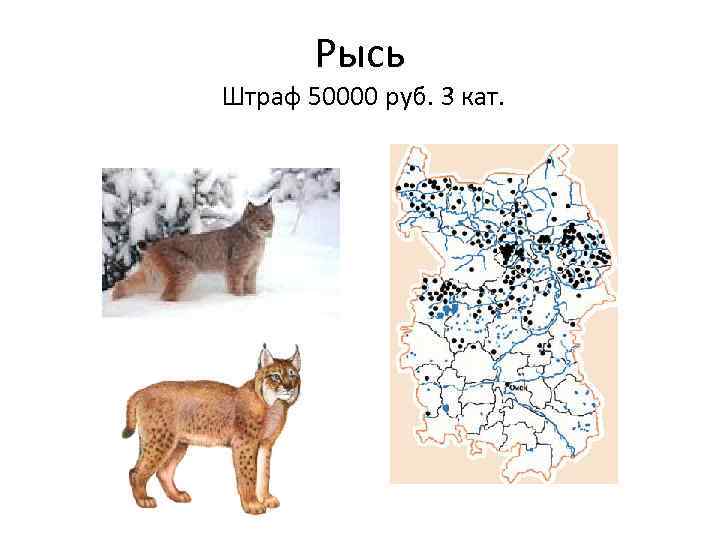 Рысь Штраф 50000 руб. 3 кат. 