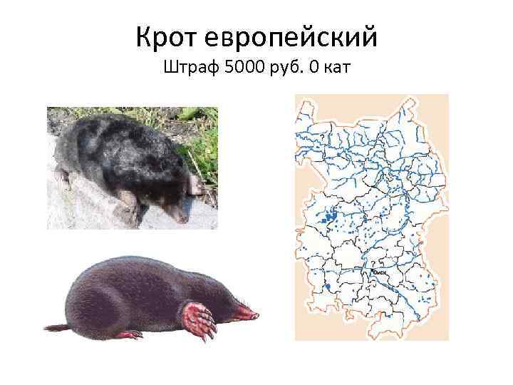 Крот европейский Штраф 5000 руб. 0 кат 