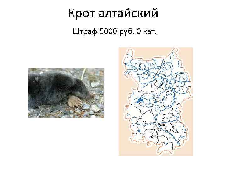 Крот алтайский Штраф 5000 руб. 0 кат. 