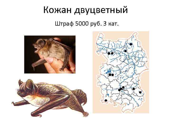 Кожан двуцветный Штраф 5000 руб. 3 кат. 