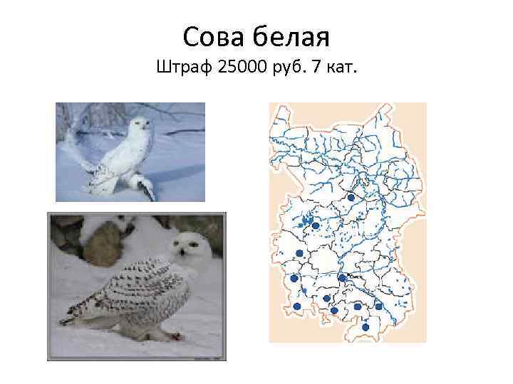  Сова белая Штраф 25000 руб. 7 кат. 