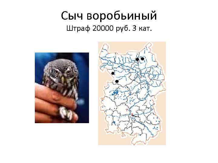 Сыч воробьиный Штраф 20000 руб. 3 кат. 