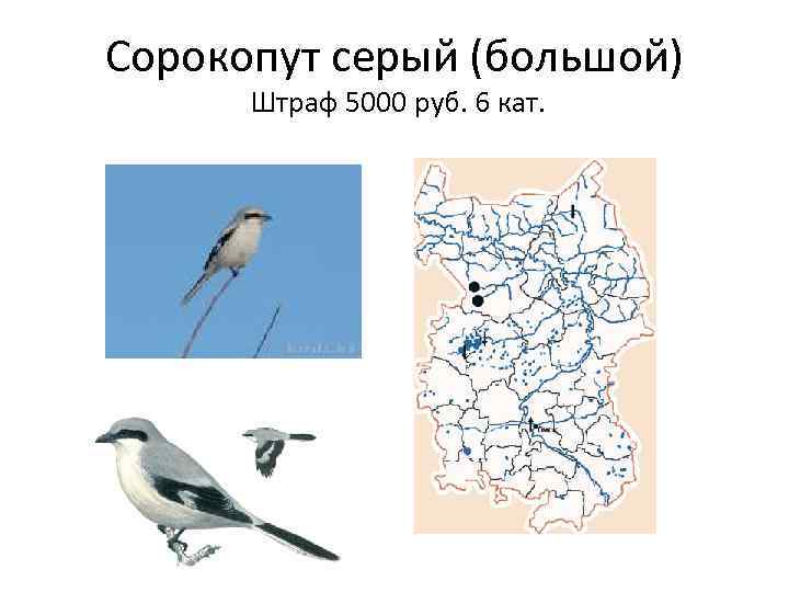 Сорокопут серый (большой) Штраф 5000 руб. 6 кат. 