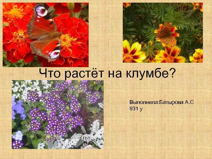 Презентация 1 класс что растет на клумбе. Что растет на клумбе. Что растет на клумбе картинки. Что растет на клумбе клумбе. Что растет на клумбе названия.