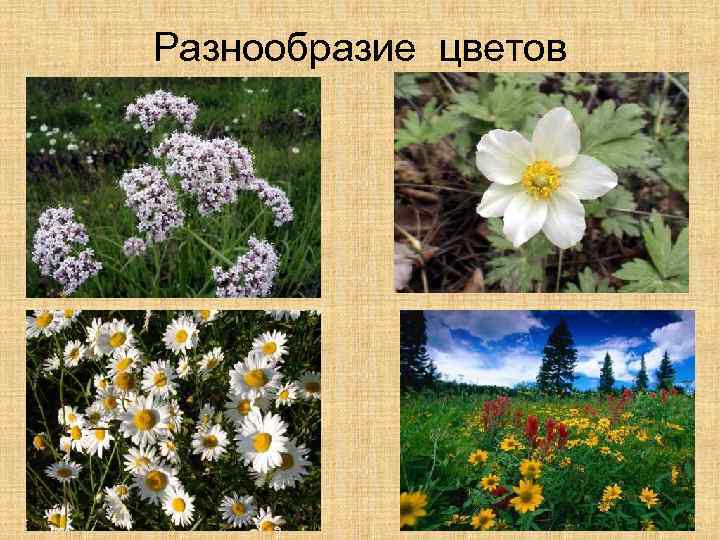 Разнообразие цветов 