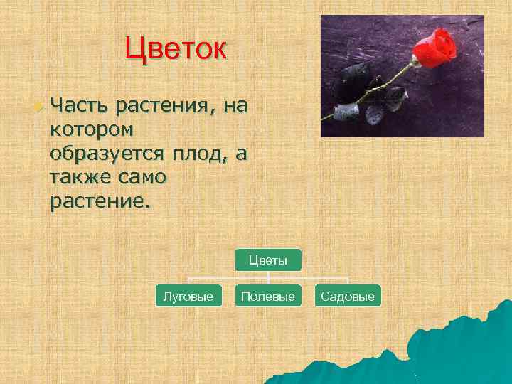 Цветок u Часть растения, на котором образуется плод, а также само растение. Цветы Луговые