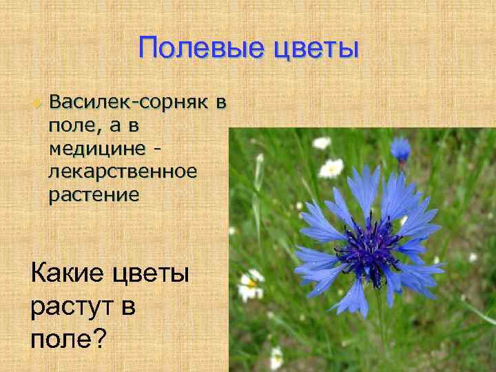 Полевые цветы u Василек-сорняк в поле, а в медицине лекарственное растение Какие цветы растут