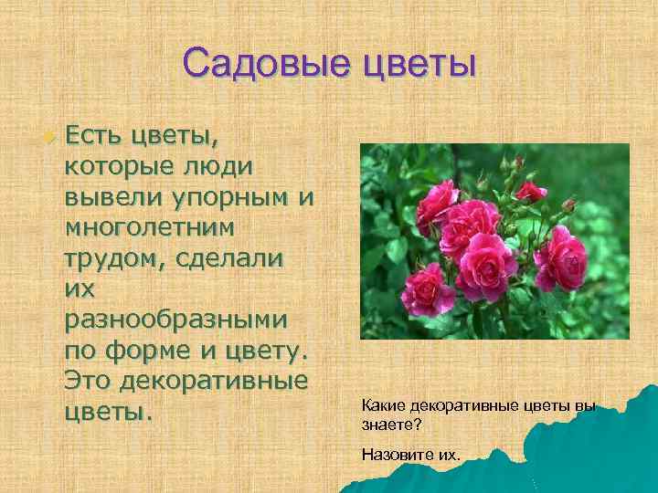 Садовые цветы u Есть цветы, которые люди вывели упорным и многолетним трудом, сделали их