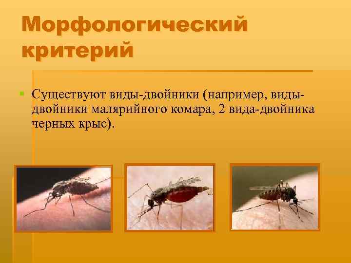 Морфологический критерий § Существуют виды-двойники (например, видыдвойники малярийного комара, 2 вида-двойника черных крыс). 