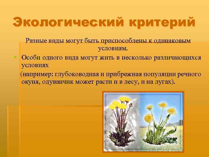 Экологический критерий Разные виды могут быть приспособлены к одинаковым условиям. § Особи одного вида