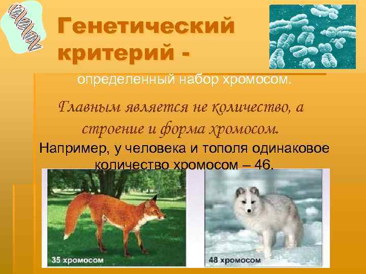 Генетический критерий определенный набор хромосом. Главным является не количество, а строение и форма хромосом.