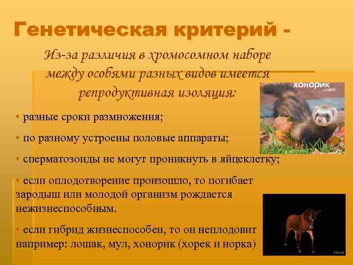 Генетическая критерий Из-за различия в хромосомном наборе между особями разных видов имеется репродуктивная изоляция: