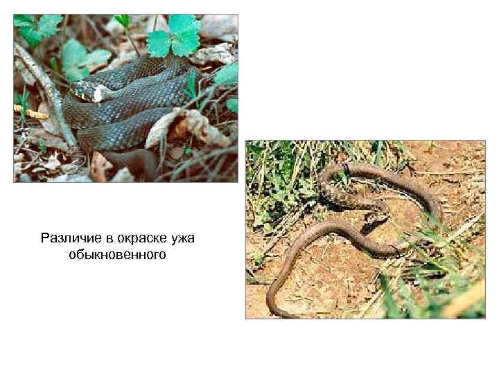 Различие в окраске ужа обыкновенного 