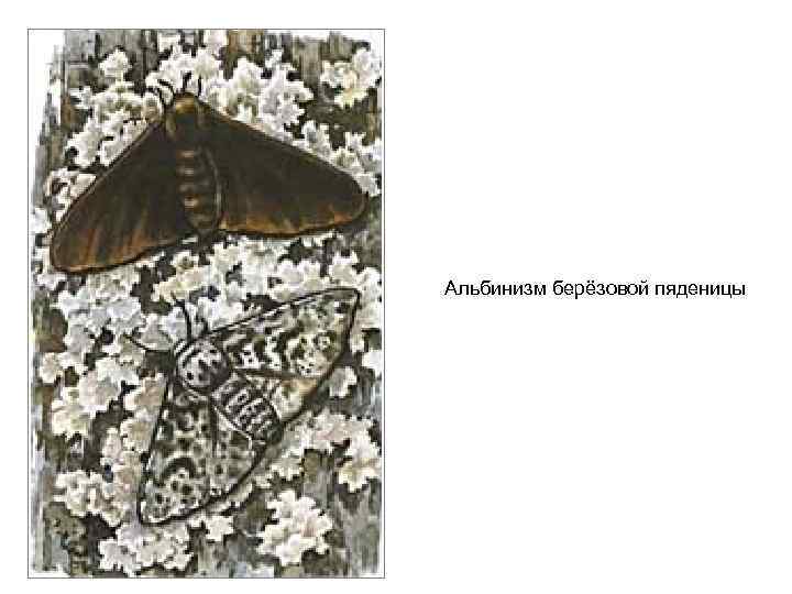 Альбинизм берёзовой пяденицы 