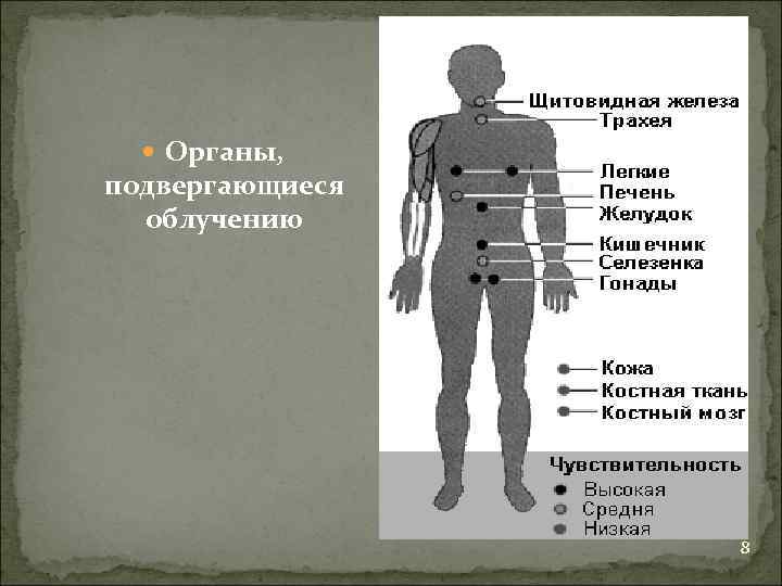  Органы, подвергающиеся облучению 8 