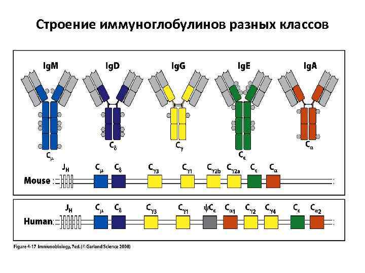 Строение иммуноглобулинов разных классов 