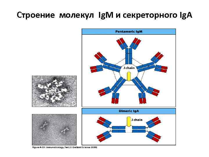 Строение молекул Ig. M и секреторного Ig. A 