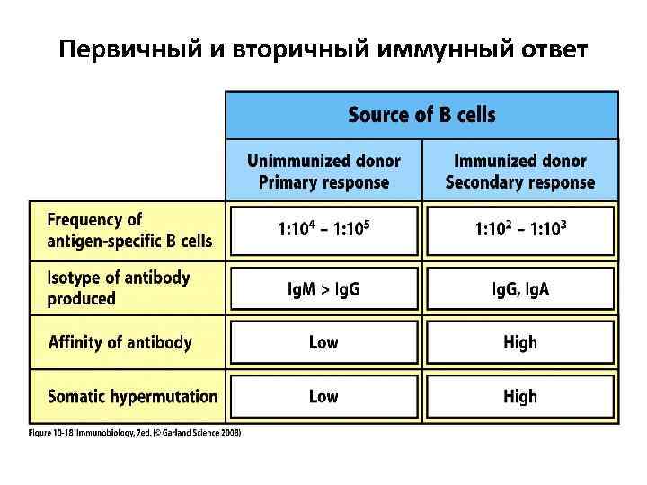 Первичный и вторичный иммунный ответ 