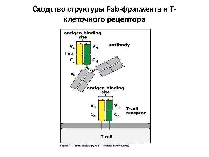 Сходство структуры Fab-фрагмента и Тклеточного рецептора 