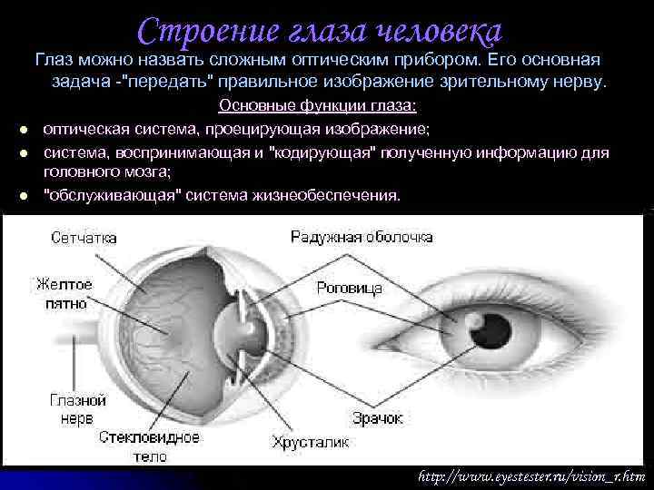 Какие функции выполняют следующие структуры глаза. Строение глаза. Строение глаза анатомия. Строение человеческого глаза. Глаз строение глаза.