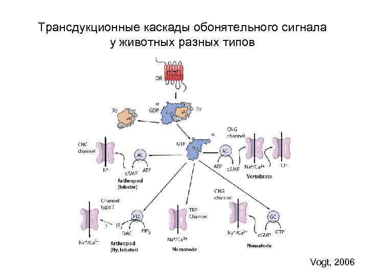 Трансдукционные каскады обонятельного сигнала у животных разных типов Vogt, 2006 