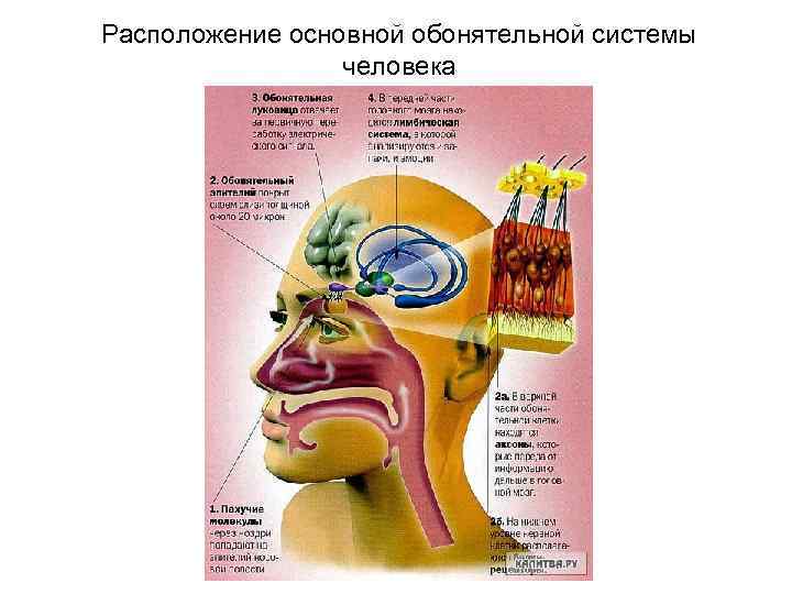 Расположение основной обонятельной системы человека 