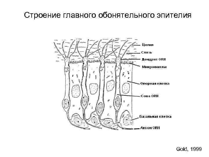 Строение главного обонятельного эпителия Gold, 1999 