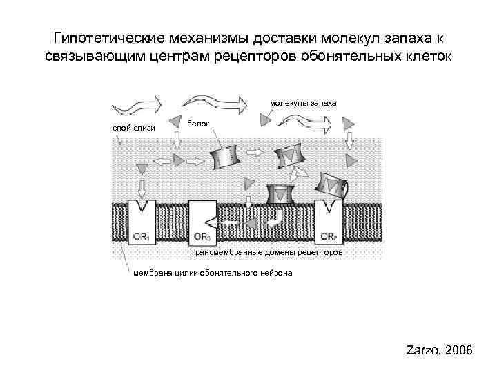 Гипотетические механизмы доставки молекул запаха к связывающим центрам рецепторов обонятельных клеток молекулы запаха слой