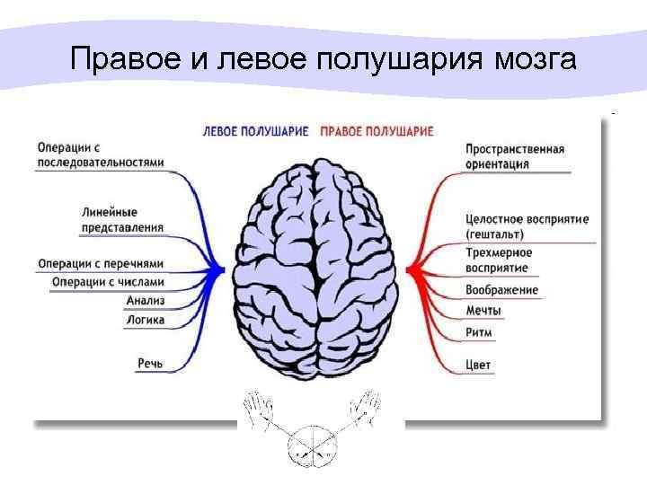 Правое и левое полушария мозга 
