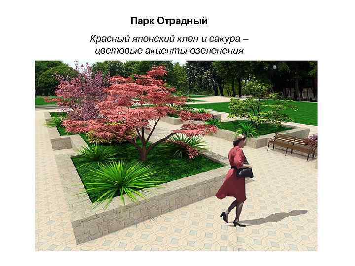 Парк Отрадный Красный японский клен и сакура – цветовые акценты озеленения 