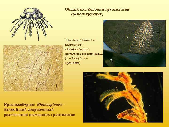 Общий вид колонии граптолитов (реконструкция) Так они обычно и выглядят - таинственные письмена на