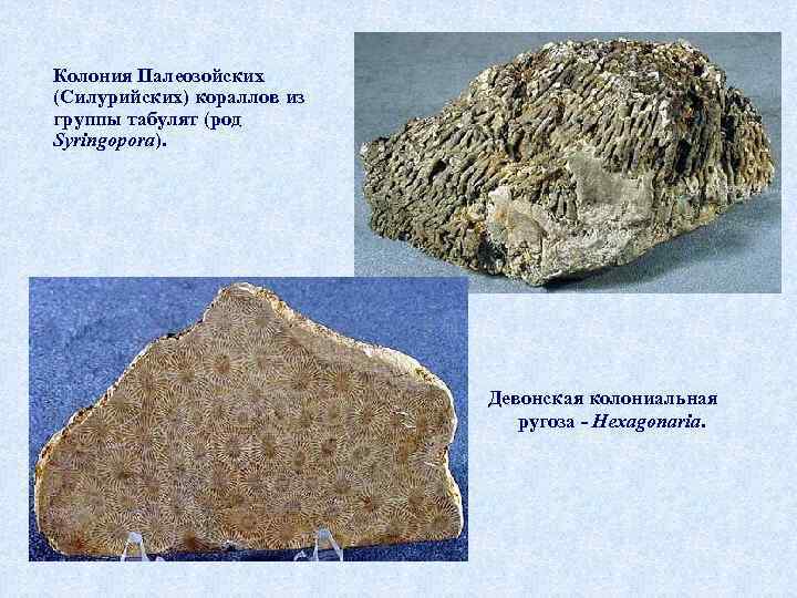  Колония Палеозойских (Силурийских) кораллов из группы табулят (род Syringopora). Девонская колониальная ругоза -