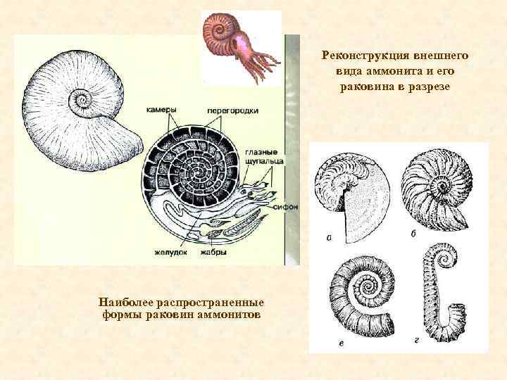 Реконструкция внешнего вида аммонита и его раковина в разрезе Наиболее распространенные формы раковин аммонитов