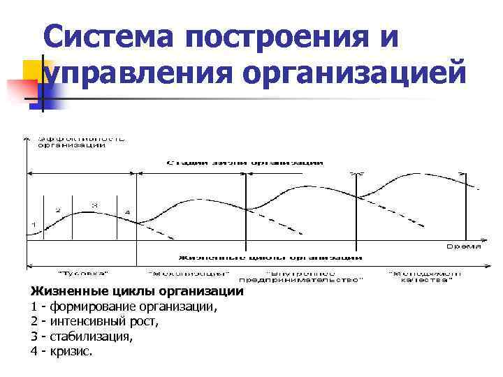  Система построения и управления организацией Жизненные циклы организации 1 формирование организации, 2 интенсивный