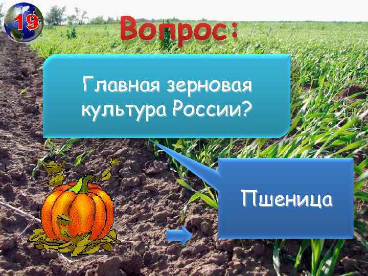 19 Вопрос: Главная зерновая культура России? Пшеница 