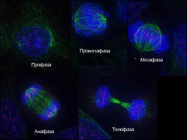 Прометафаза Метафаза Профаза Анафаза Телофаза 