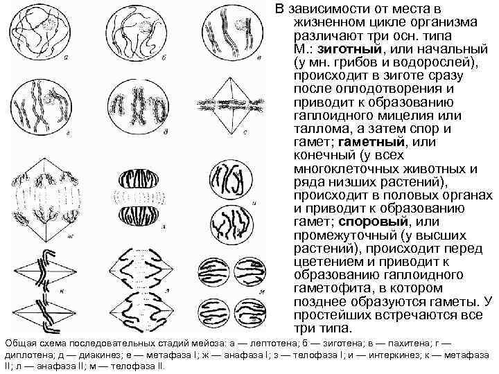 В зависимости от места в жизненном цикле организма различают три осн. типа М. :