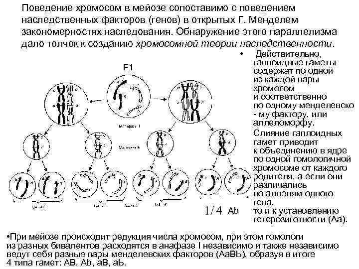 Поведение хромосом в мейозе сопоставимо с поведением наследственных факторов (генов) в открытых Г. Менделем