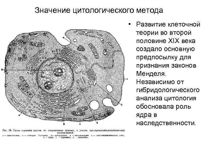 Значение цитологического метода • Развитие клеточной теории во второй половине XIX века создало основную