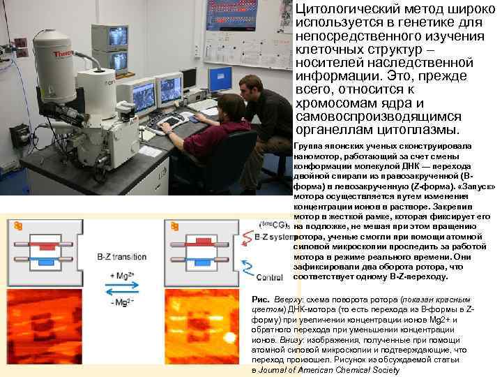  • Цитологический метод широко используется в генетике для непосредственного изучения клеточных структур –