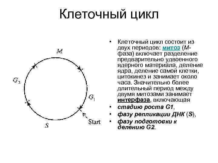 Клеточный цикл • Клеточный цикл состоит из двух периодов: митоз (Мфаза) включает разделение предварительно